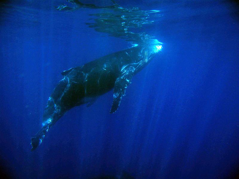 mh_IMG_1841 edited.jpg - baleine à bosse Réunion 2007 Mickaël HEPP